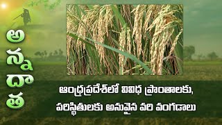 New Paddy Varieties for different regions in AP  ETV [upl. by Ataner]