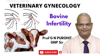 A Vet Gynecologist Uncovers the Astonishing Reason Behind Bovine Infertility [upl. by Leoj]