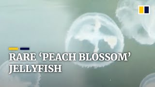 Rare “peach blossom” freshwater jellyfish found in central China [upl. by Jaquelyn883]