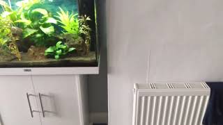 Juwel Rio 125 planted tank with LED [upl. by Llehsor93]