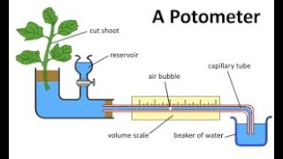 Transpiration with Potometer [upl. by Nnyleitak219]