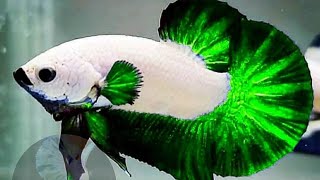 TOP 25 BETTAS RAROS E ESPETACULARES DE BONITOS [upl. by Ahsyas80]