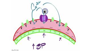 Myogenic Autoregulation [upl. by Notseh175]