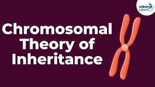 Genetics  Chromosomal Theory of Inheritance  Lesson 9  Dont Memorise [upl. by Innavoij]