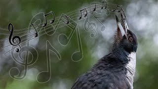 Australian Magpies Singing Compilation  one of the most beautiful bird calls [upl. by Auqeenwahs]