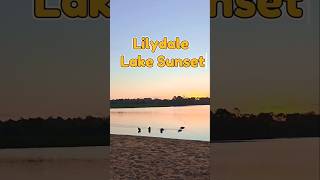 Peaceful Evening at Lilydale Lake sunset sunsetview travel travelvlog nature vlog shortvideo [upl. by Leahcimsemaj]