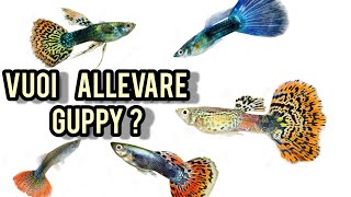 Guppy  tutto su Allevamento alimentazione e riproduzione in acquario [upl. by Kemble]