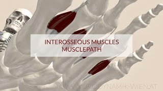 Interosseous Muscles Musclepath Origin Insertion 3d Animation [upl. by Llezniuq]