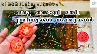 🦐ഇവരെ വളർത്താൻ ഇത്ര എളുപ്പമോ❓ ORNAMENTAL SHRIMP FARM KERALA  farming guppy shrimps [upl. by Errecart]