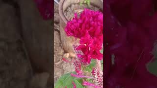 Beautiful 😍❤️ cocks combhumanahu29515ytshorts plantspassion gardener viral plantlovercomb [upl. by Emerald]