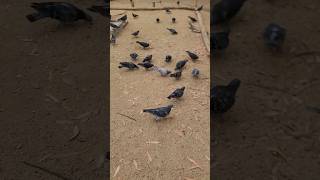 Pigeons of Chollas Lake Sister Nancy vibes reggae exercise pigeons JemOfDaNile selflove [upl. by Eniak971]