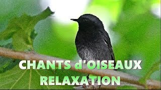 RELAXATION avec CHANTS dOISEAUX 25 MN [upl. by Edison]