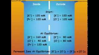 4 Nernst Equation and Calculations of Membrane Potentials [upl. by Zobe]