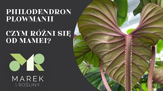 Philodendron plowmanii  czym różni się od philodendrona mamei Pokazuję różnice [upl. by Herrod]