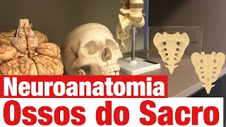 O que é o osso SACRO E CÓCCIX Ossos do Sacro  Neuroanatomia [upl. by Naerda]