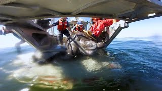 Leatherback Turtles Understanding the Pacific Population [upl. by Seni]