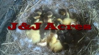 Muscovy Duckling Hatching  03302013 [upl. by Oirottiv579]