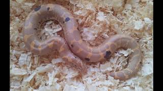 Kenyan Sand Boas Eryx colubrinus loveridgei [upl. by Donadee]