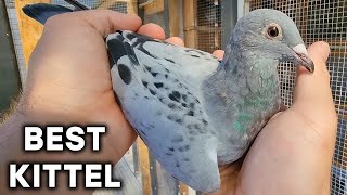 BEST KITTEL  NEW PIGEON [upl. by Llerral]