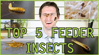 Top 5 Insect Feeders for Reptiles and Amphibians [upl. by Jodi170]