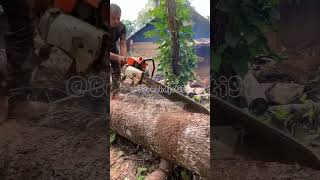 Amazing skill cutting wood is the best shorts [upl. by Oenire842]