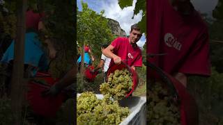 Harvest Montage of the 2024 Season from Northern Italy😍hofstatterwinery winemaking grapeharvest [upl. by Gage]