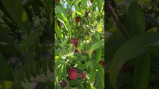 Near the ripeness of the nectarine fruitfruits garden shorts [upl. by Oliva]