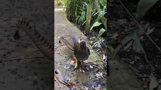 Lyrebird Imitating Other Birds [upl. by Wager]