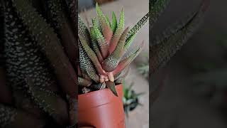 How to Propagate Haworthia succulent [upl. by Anayra]