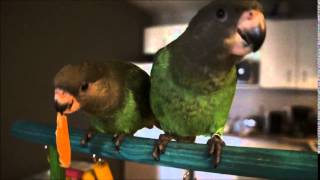 Brownheaded parrot vocalizations [upl. by Jany20]