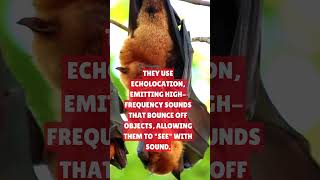 BATS ECHOLOCATION Bats Wildlife Nature Animals [upl. by Natividad]