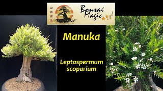 ManukaBonsai von Bonsai Magic in Südafrika [upl. by Htieh68]