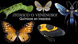 ENTOMOLOGÍA  Tóxicos y Venenosos  Toxinas entomologia insects tóxico venenoso [upl. by Golanka548]