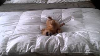 Bob The Brussels Griffon Getting Comfortable [upl. by Soll]