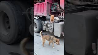 Two puppies in the truck played with the dog under the truck🥳 [upl. by Ioved941]