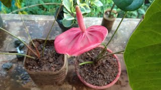 How to grow anthurium plants [upl. by Past]