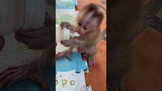 Bibi monkey has been very good since the day he returned to live with his father [upl. by Friedrick]