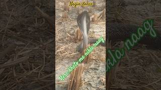 Kheto me nikla kala naagdepawali depavali shortsfeed shorts blackcobra nagin [upl. by Itnahsa903]