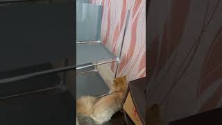 Ginger amp Snowflake  cute funny cats  gatos  gatti  chats  katzen  katten  koty  котики [upl. by Colb]