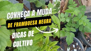 MUDAS DE FRAMBOESA NEGRA E DICAS DE CULTIVO [upl. by Eisenhart]