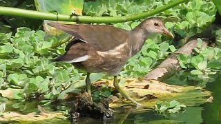 Young Common Moorhen Bird At The Lake [upl. by Marieann]