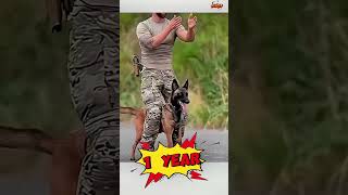 🔥🔥🔥Training DOG TBmalinois k9trainer k9handler doglover k9 pets funny k9protection [upl. by Ennair95]