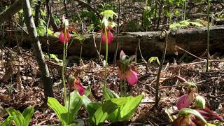 Why Leelanau Houdek Dunes Pink Ladys Slippers [upl. by Llewsor]