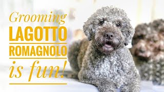 Grooming Lagotto Romagnolo is fun [upl. by Manda358]