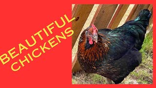 The Ultimate Chicken Breed Guide Buff Lavender Orps amp More [upl. by Anoerb]