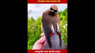 দুনিয়ার সবচেয়ে নেশাখোর পাখি এটা cedar waxwing bird [upl. by Mollee]