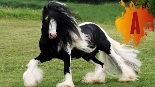 10 Most Beautiful Horse Breeds In The World [upl. by Nelehyram799]