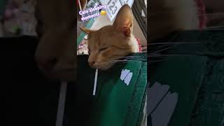 Cats sleeping moments 😴 viralshorts cat catlover cutecat viralreels viral shortsviralvideo [upl. by Atinra]