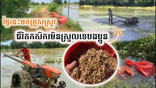 ថ្ងៃនេះមកព្រួសស្រូវ ជីវិតកសិករមិនស្រួលទេបងប្អូន🍃🌾🥺 [upl. by Lozar]