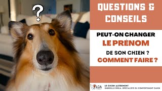 Peuton changer le prénom de son chien  Comment faire [upl. by Reta]